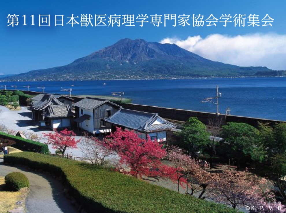 第11回JCVP学術集会